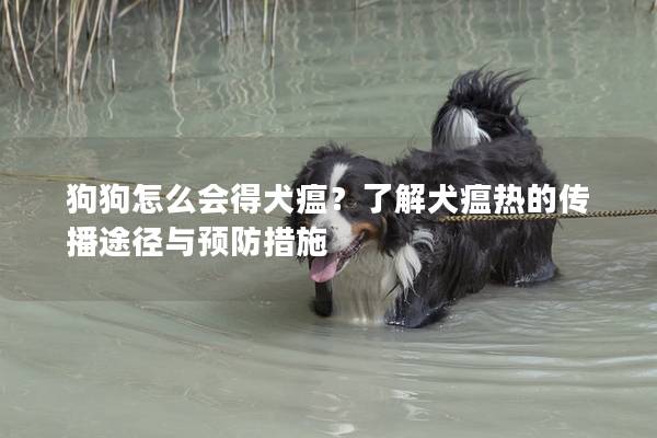 狗狗怎么會得犬瘟?了解犬瘟熱的傳播途徑與預防措施