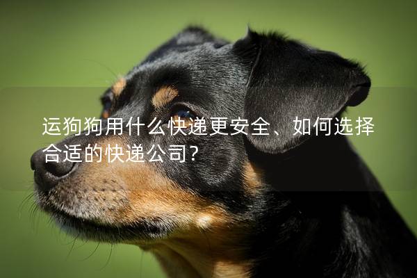 運狗狗用什么快遞更安全、如何選擇合適的快遞公司？