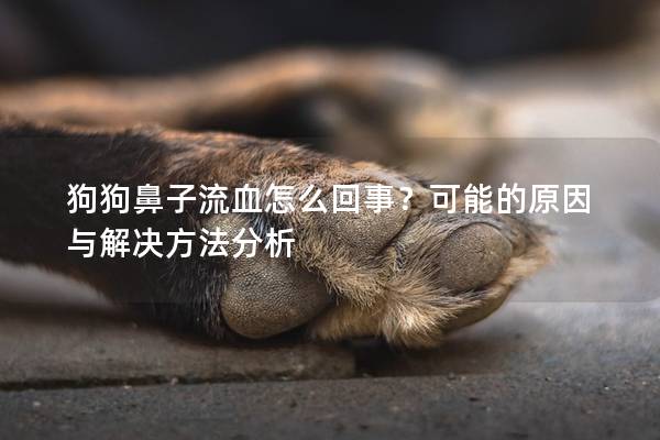 狗狗鼻子流血怎么回事？可能的原因與解決方法分析