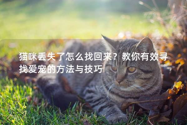 貓咪丟失了怎么找回來？教你有效尋找愛寵的方法與技巧