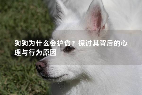 狗狗為什么會護食？探討其背后的心理與行為原因