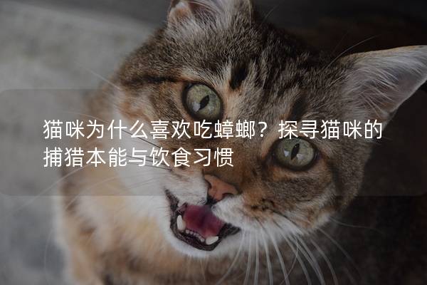貓咪為什么喜歡吃蟑螂？探尋貓咪的捕獵本能與飲食習(xí)慣