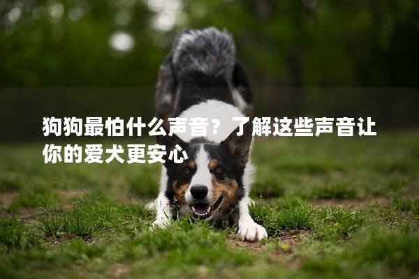 狗狗最怕什么聲音？了解這些聲音讓你的愛犬更安心