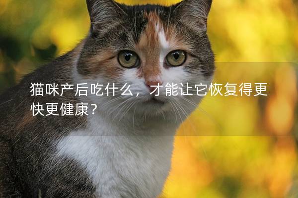 貓咪產后吃什么，才能讓它恢復得更快更健康？