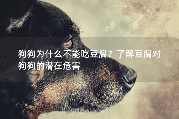 狗狗為什么不能吃豆腐？了解豆腐對狗狗的潛在危害