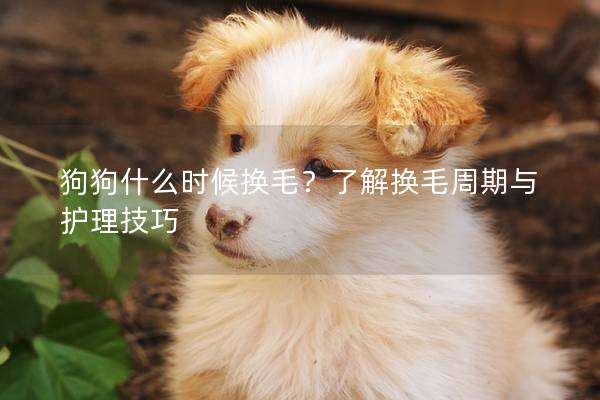 狗狗什么時候換毛？了解換毛周期與護理技巧