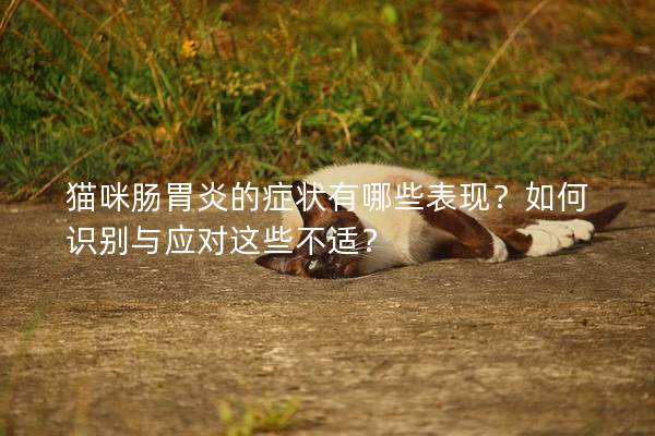 貓咪腸胃炎的癥狀有哪些表現(xiàn)？如何識(shí)別與應(yīng)對這些不適？