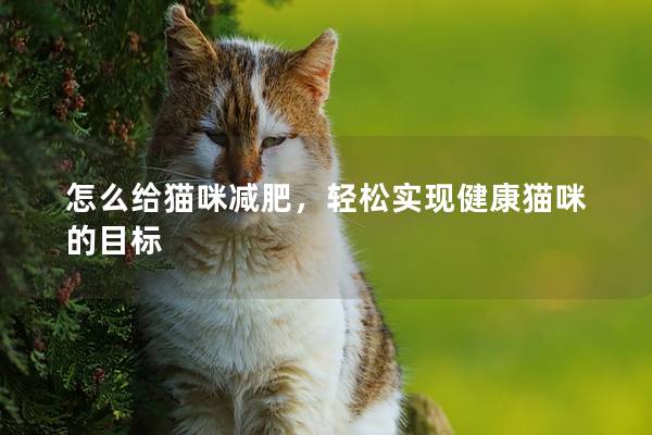 怎么給貓咪減肥，輕松實(shí)現(xiàn)健康貓咪的目標(biāo)