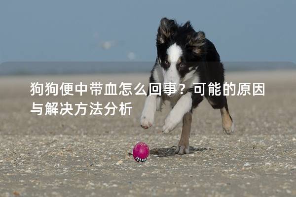 狗狗便中帶血怎么回事？可能的原因與解決方法分析