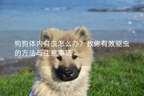 狗狗體內(nèi)有蟲怎么辦？教你有效驅(qū)蟲的方法與注意事項
