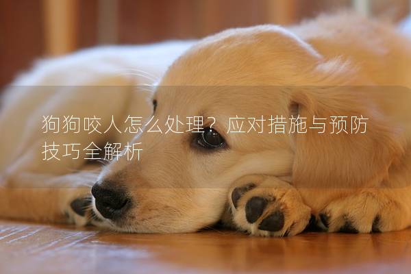 狗狗咬人怎么處理?應對措施與預防技巧全解析 狗狗咬人怎么處理?應對措施與預防技巧全解析