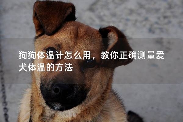 狗狗體溫計怎么用，教你正確測量愛犬體溫的方法