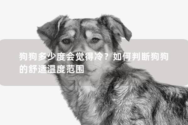 狗狗多少度會(huì)覺得冷？如何判斷狗狗的舒適溫度范圍