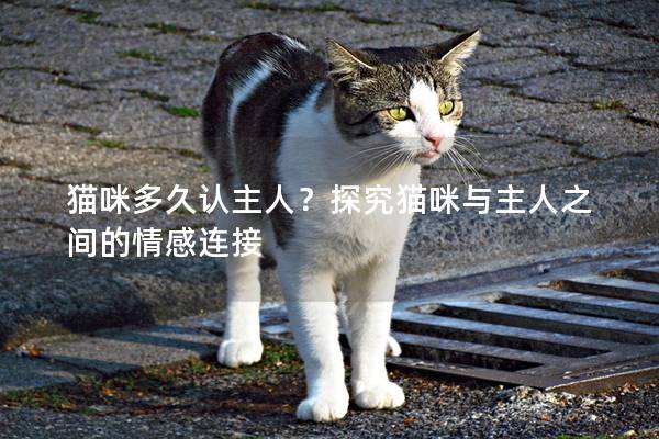 貓咪多久認主人？探究貓咪與主人之間的情感連接