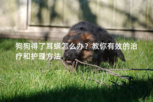 狗狗得了耳螨怎么辦?教你有效的治療和護理方法 狗狗得了耳螨怎么辦?教你有效的治療和護理方法