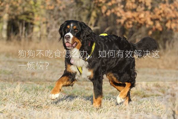 狗狗不吃食怎么辦，如何有效解決這一煩惱？