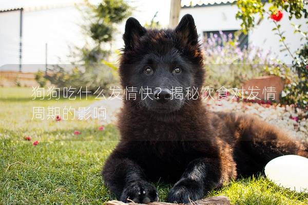 狗狗吃什么發(fā)情快？揭秘飲食對(duì)發(fā)情周期的影響