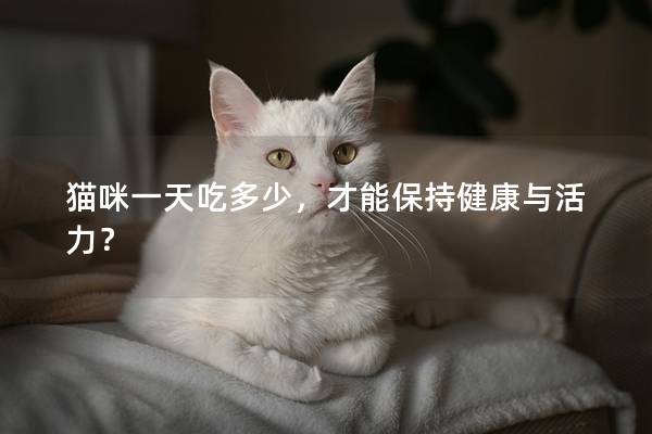貓咪一天吃多少，才能保持健康與活力？