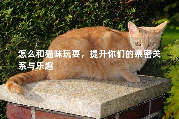 怎么和貓咪玩耍，提升你們的親密關(guān)系與樂趣