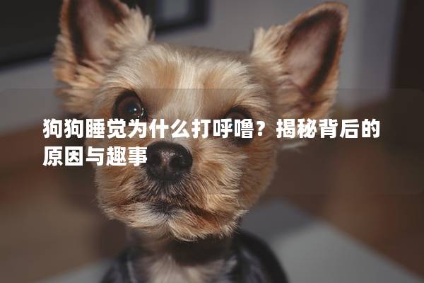 狗狗睡覺為什么打呼嚕？揭秘背后的原因與趣事