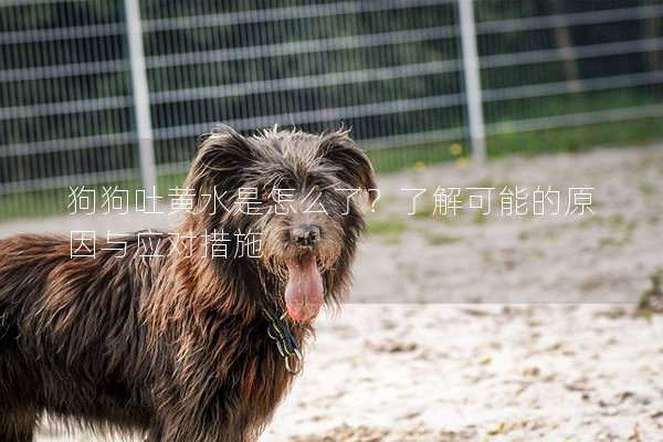 狗狗吐黃水是怎么了？了解可能的原因與應對措施