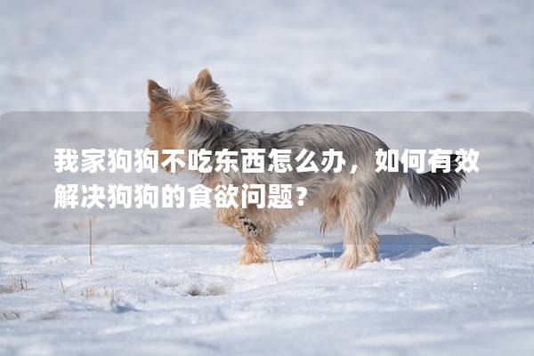 我家狗狗不吃東西怎么辦，如何有效解決狗狗的食欲問題？