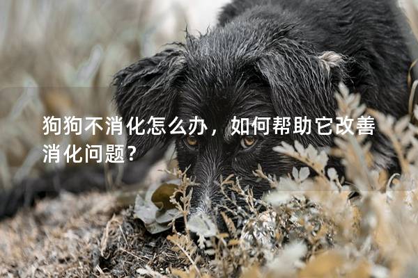 狗狗不消化怎么辦,如何幫助它改善消化問題? 狗狗不消化怎么辦,如何幫助它改善消化問題?