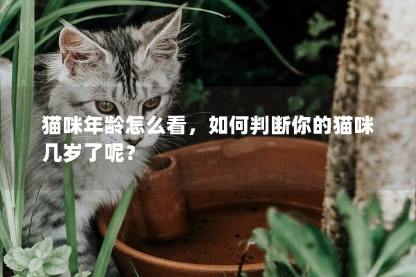 貓咪年齡怎么看,如何判斷你的貓咪幾歲了呢? 貓咪年齡怎么看,如何判斷你的貓咪幾歲了呢?