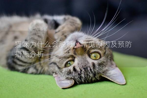 貓咪為什么會脫肛，常見原因及預防措施分析