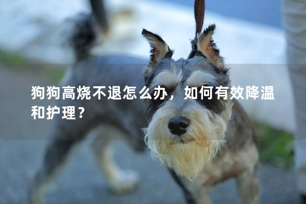 狗狗高燒不退怎么辦，如何有效降溫和護理？