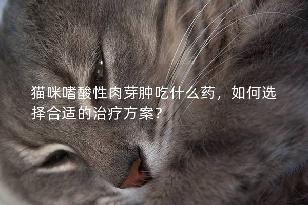 貓咪嗜酸性肉芽腫吃什么藥，如何選擇合適的治療方案？