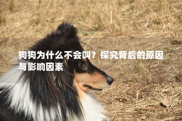 狗狗為什么不會叫？探究背后的原因與影響因素