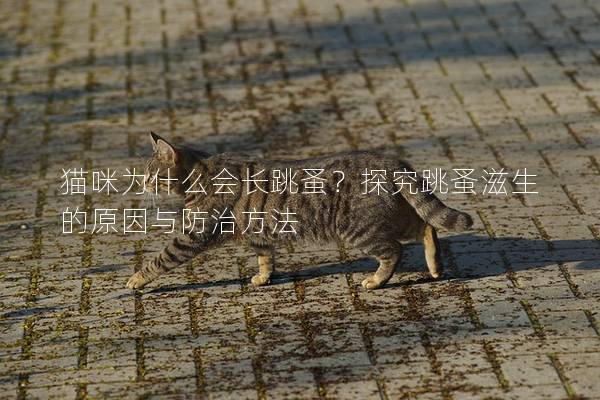 貓咪為什么會長跳蚤？探究跳蚤滋生的原因與防治方法