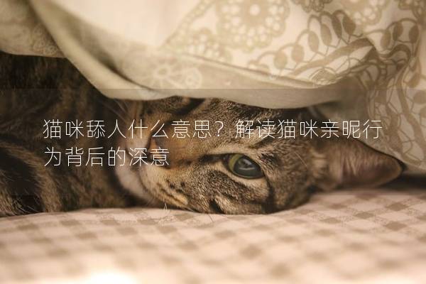 貓咪舔人什么意思？解讀貓咪親昵行為背后的深意