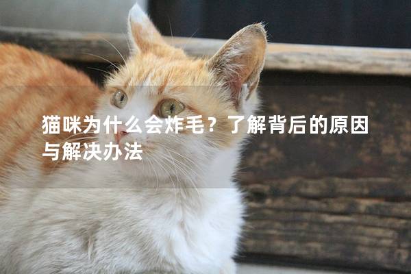 貓咪為什么會炸毛？了解背后的原因與解決辦法