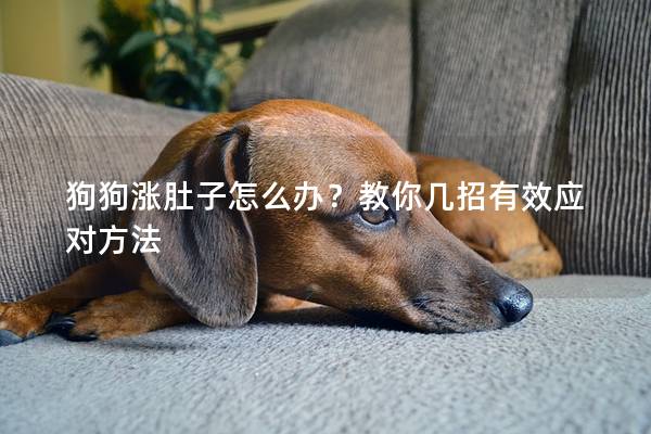 狗狗漲肚子怎么辦？教你幾招有效應(yīng)對方法