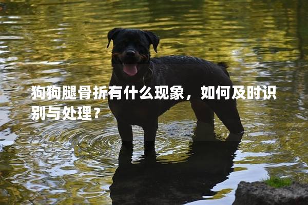 狗狗腿骨折有什么現象，如何及時識別與處理？