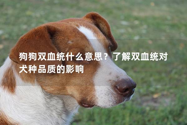狗狗雙血統什么意思？了解雙血統對犬種品質的影響