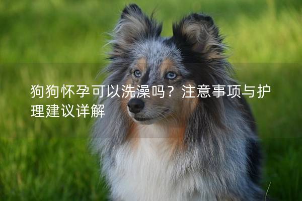 狗狗懷孕可以洗澡嗎？注意事項(xiàng)與護(hù)理建議詳解