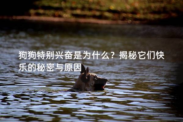狗狗特別興奮是為什么？揭秘它們快樂(lè)的秘密與原因