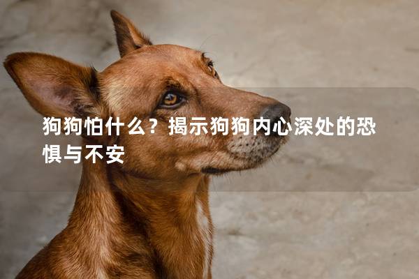 狗狗怕什么？揭示狗狗內心深處的恐懼與不安