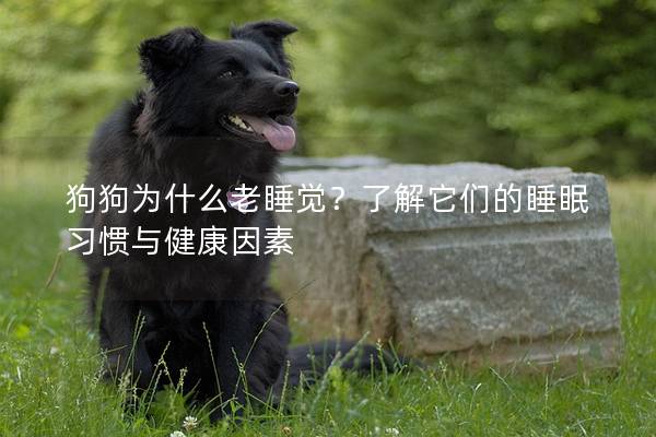 狗狗為什么老睡覺？了解它們的睡眠習慣與健康因素