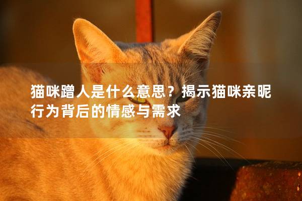 貓咪蹭人是什么意思？揭示貓咪親昵行為背后的情感與需求