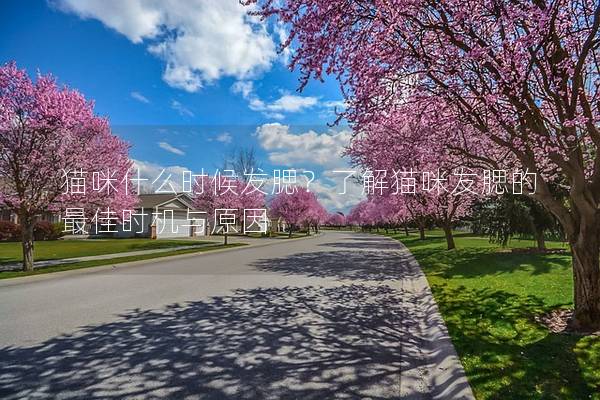 貓咪什么時候發腮？了解貓咪發腮的最佳時機與原因