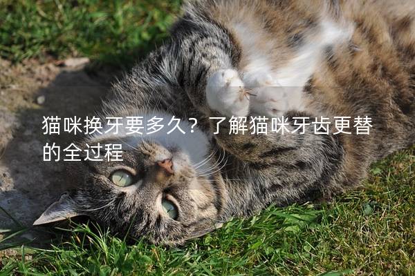 貓咪換牙要多久？了解貓咪牙齒更替的全過程