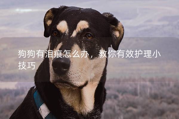 狗狗有淚痕怎么辦，教你有效護理小技巧