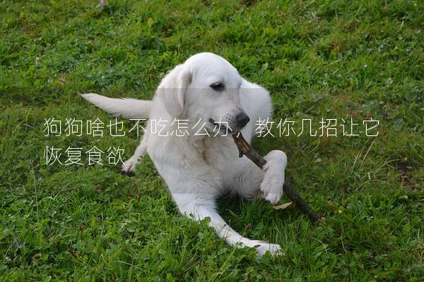 狗狗啥也不吃怎么辦，教你幾招讓它恢復(fù)食欲