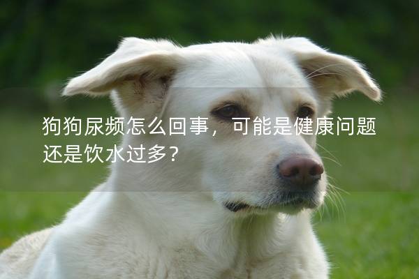 狗狗尿頻怎么回事，可能是健康問題還是飲水過多？