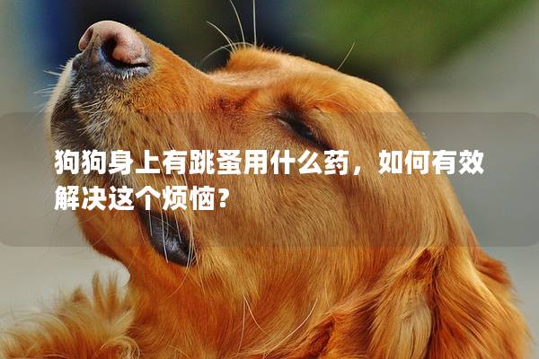 狗狗身上有跳蚤用什么藥，如何有效解決這個(gè)煩惱？