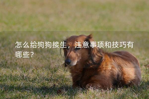怎么給狗狗接生，注意事項和技巧有哪些？
